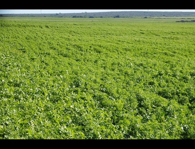 603HA FARM FOR SALE IN HOPEFIELD RURAL